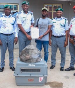 CUSTOMS FOU ZONE ‘A’ INTERCEPTS THREE LIVE PANGOLINS, FOILS WILDLIFE TRAFFICKING ATTEMPT 